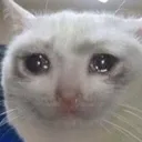 sadcat Discord Emoji