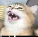 JG_cat_meowhahah
