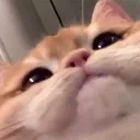 ccfatcat