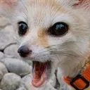 fen_pog Discord Emoji