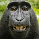 handsomemonkey