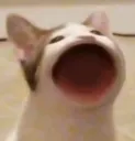 catWaaaa