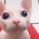 bingus