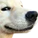 Csmug
