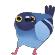 pigeonpls