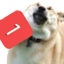 pingdog