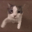 smoothcat Discord Emoji