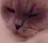 loeyaCtired