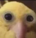 WHATISTHAT WHATISTHAT