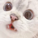 kittyshook