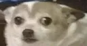 DoggoConfused