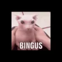 spingus