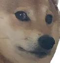 DogeOkay DogeOkay