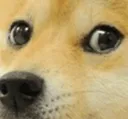 DogeEyes DogeEyes
