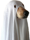 spook Discord emoji