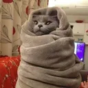 CatBurrito