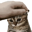 D7_PetTheSadCat Discord emoji