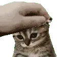 D7_PetTheSadCat D7_PetTheSadCat
