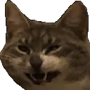 CringeCat