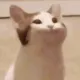 HGcatnom HGcatnom