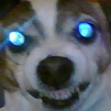 Rare_footage_of_sans_the_dog Discord emoji