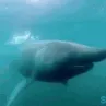 sharkpog sharkpog