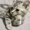 HGcatthink HGcatthink