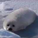 seal