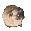 pug pug