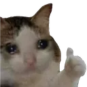 catapprove