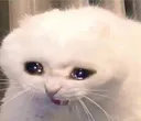 cat_angy