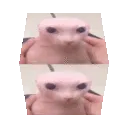 bingusCube bingusCube