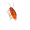 SpinningCoachroach