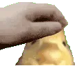 z_duck_pat