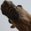 chomp Discord emoji