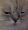 cat_regret Discord Emoji