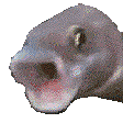 pogFish