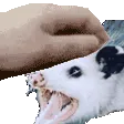 a_AAAAA_pet a_AAAAA_pet