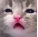 ysp_kya_dekhlia Discord emoji