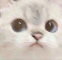 RWCatStare Discord emoji