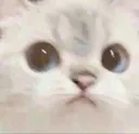 RWCatStare