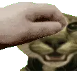patpat patpat