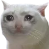 catsad