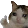 catsadok catsadok