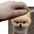 DogePat Discord emoji
