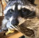 cuteRaccoon