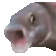 ACZ_FishSuck