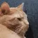 catjam2