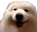 polarbear