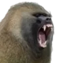 BaboonRoar